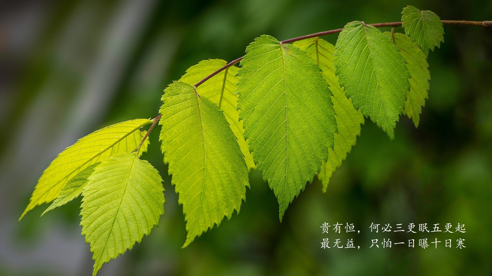 南安普顿中场调度灵活，圣玛丽球场稳健前行，南安普顿市